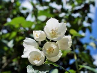 Mock orange