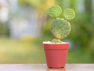 Hot sun spot with mickey mouse cactus