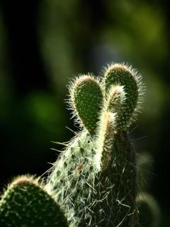 Caring for opuntia vulgaris