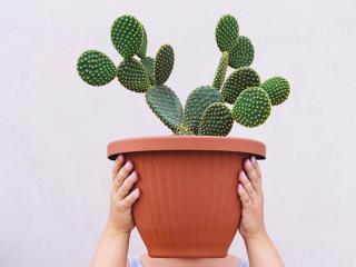 Container with opuntia vulgaris