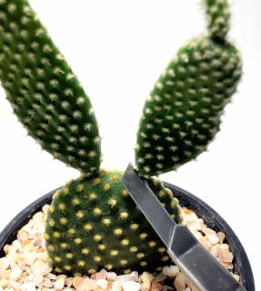 Opuntia vulgaris propagation