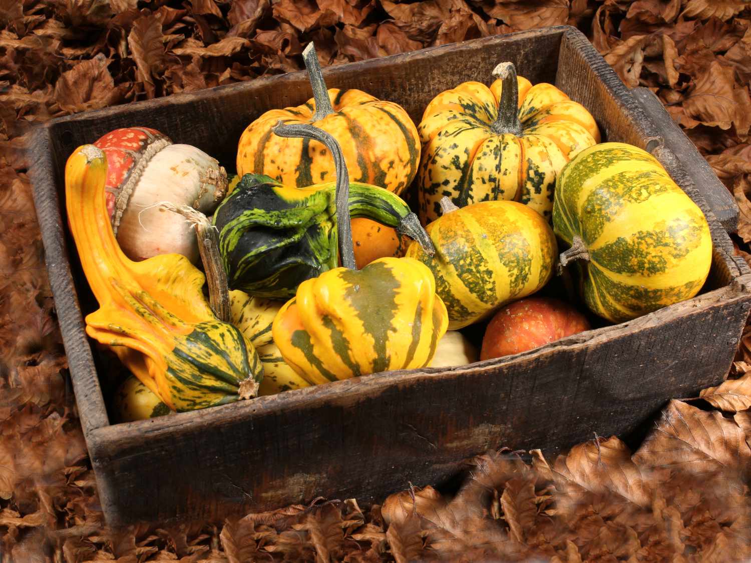 Ornamental gourd