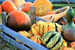 Ornamental gourd and pumpkins