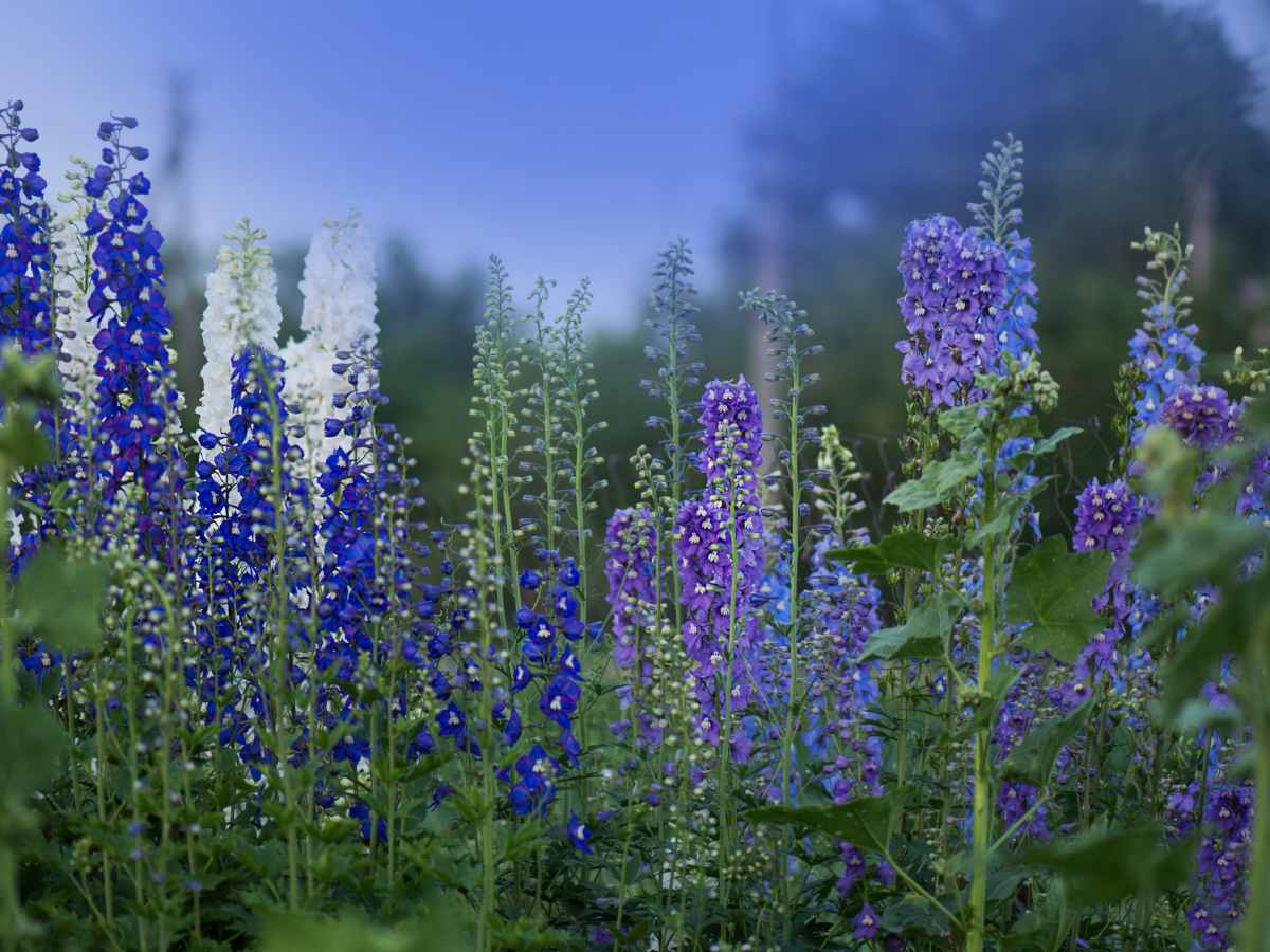 pacific larkspur