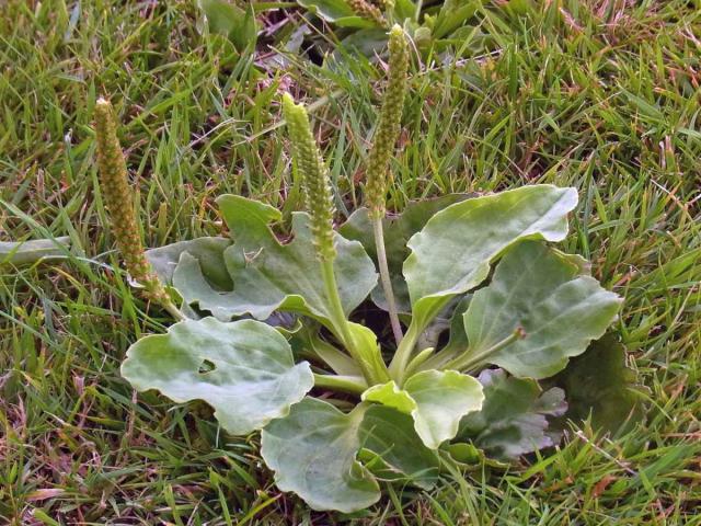 Plantain is useful for nutrients