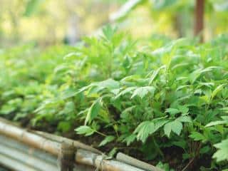 Planting artemisia