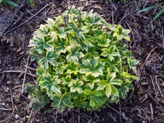 How to plant astrantia