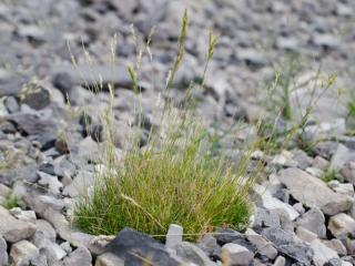 How to plant spiky fescue