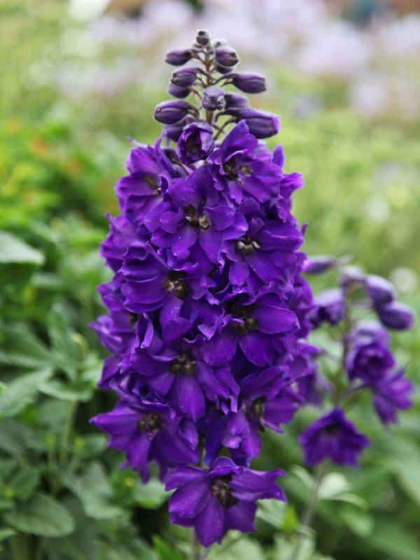 How to plant Pacific Giant delphinium