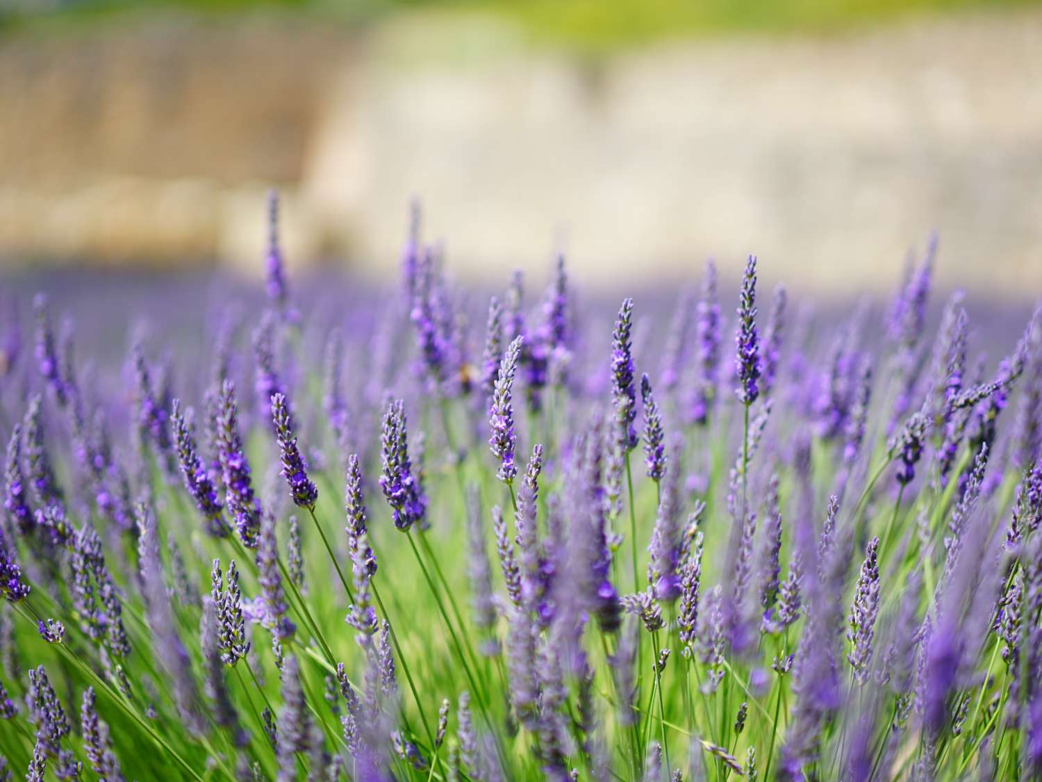 Plants that love limestone soil