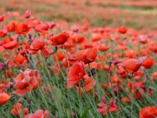 neutral soil poppy