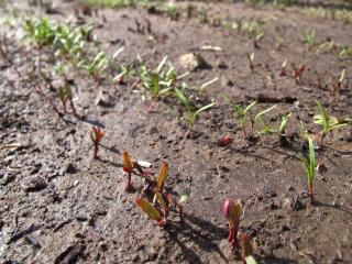 Prepare chalky soil for planting