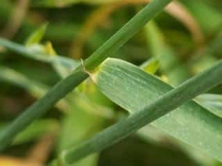 Identify couch grass