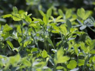 Correct alkaline soil with alfalfa