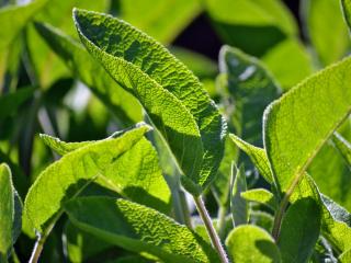 Sage is among other herbs that grow in lime