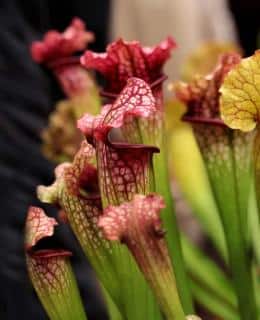 Sarracenia carnivorous houseplant for sun