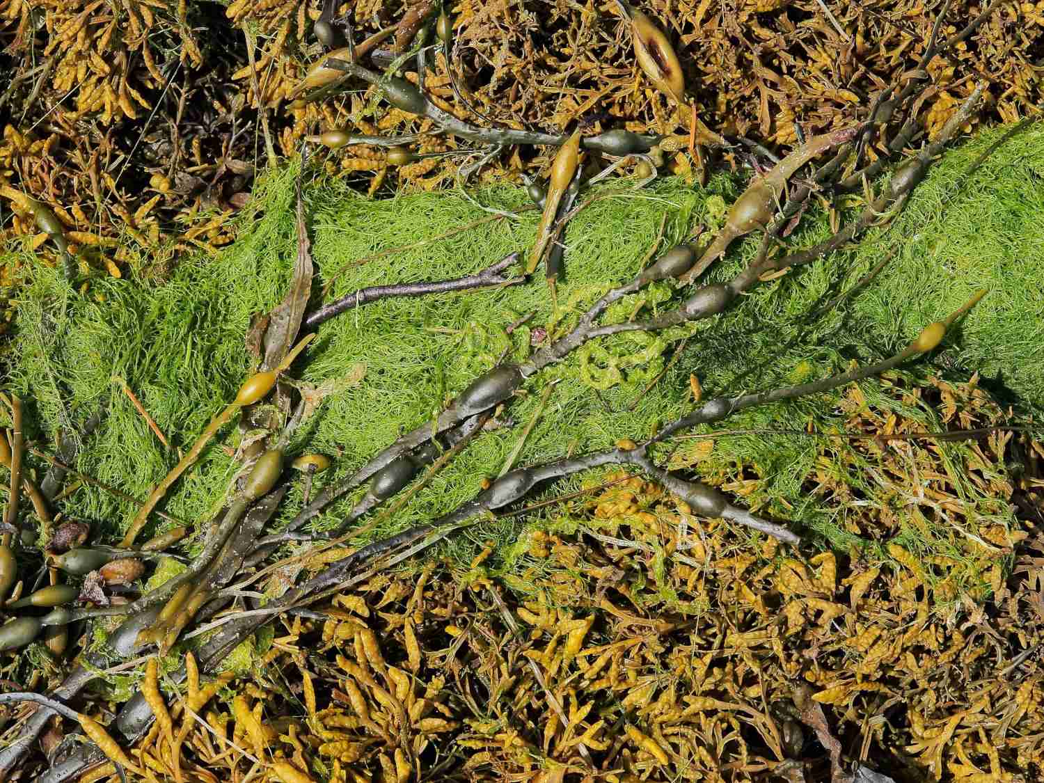 Using seaweed in a vegetable garden