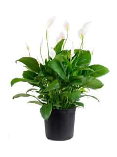 Peace lily, an easy and lush plant
