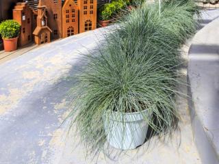 Growing spiky fescue in a pot