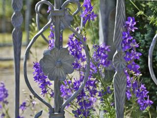 Staking tall delphinium