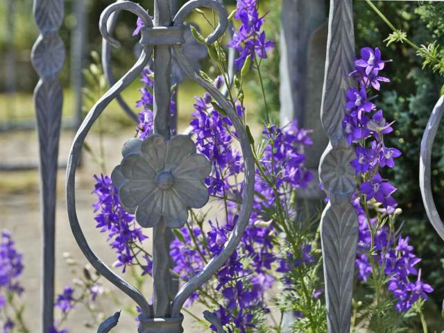 Staking tall delphinium