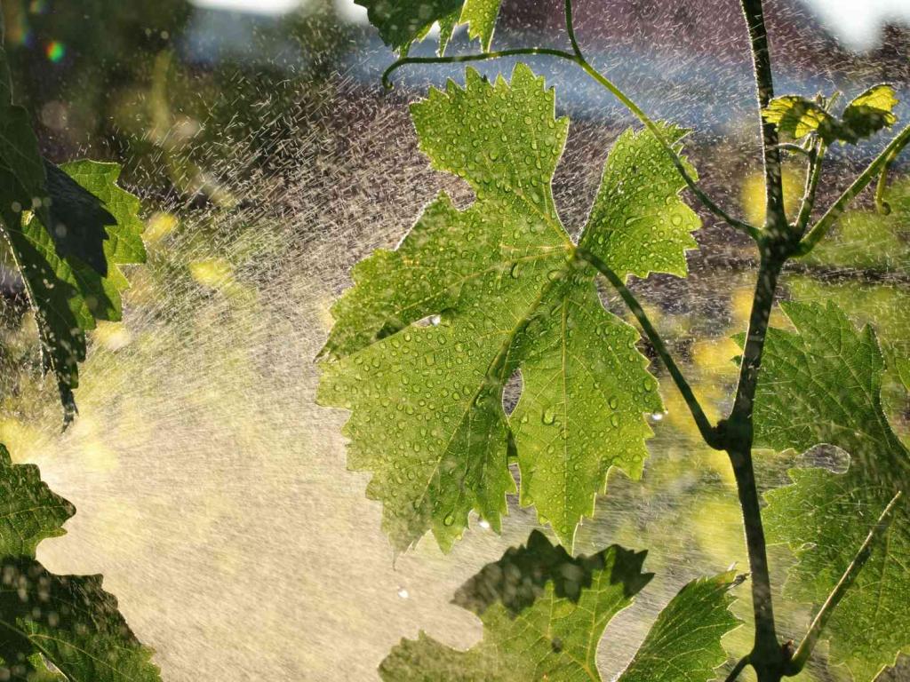 Using sulfur in the garden