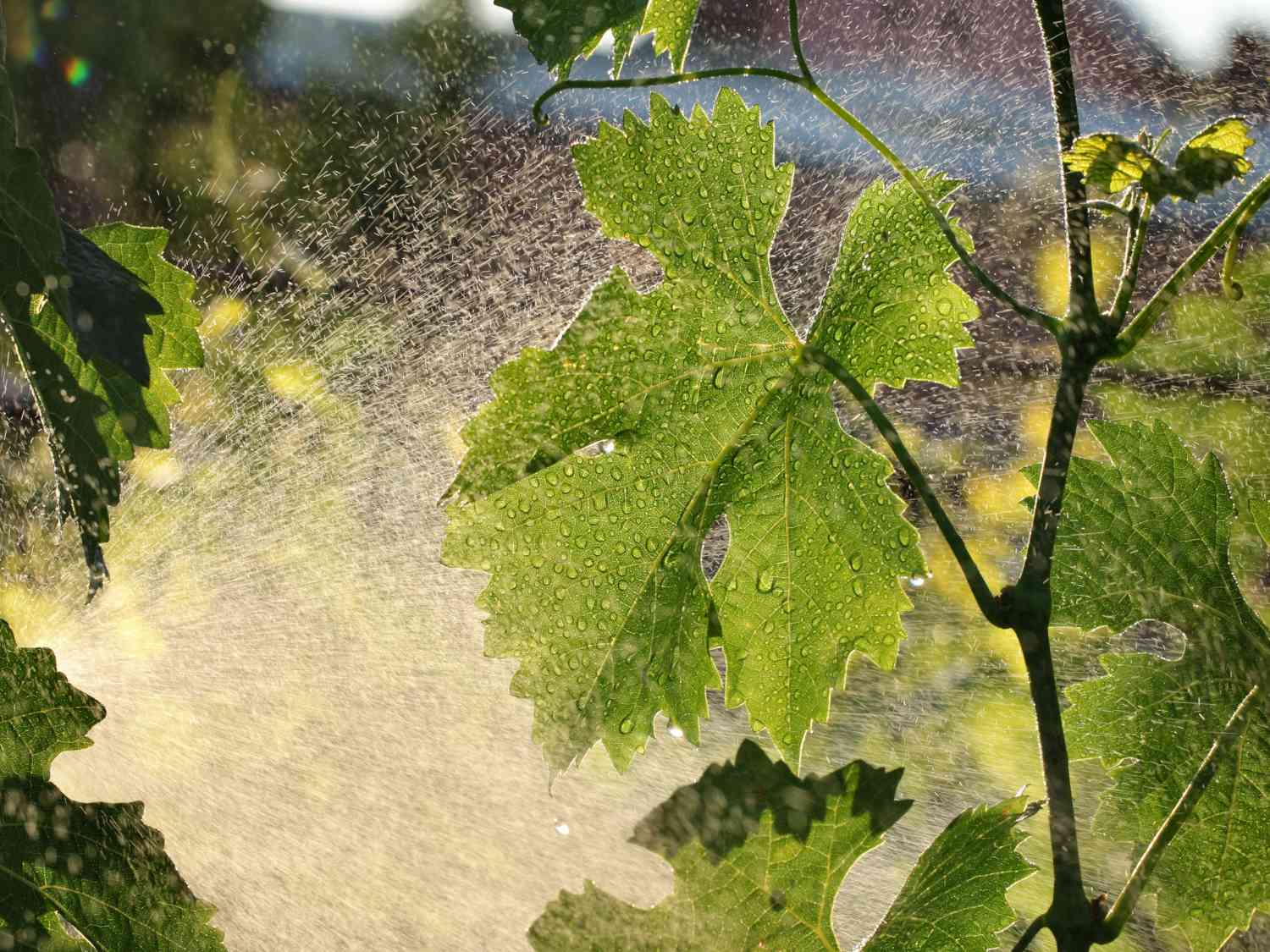 Using sulfur in the garden