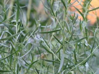 Tarragon soothes pain