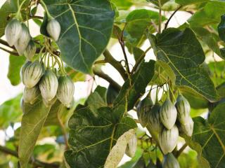 Caring for tree tomato