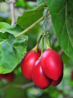Fertilizer for tomato tree