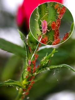 Aphid control and other pests