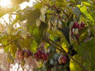 How to plant tomato tree