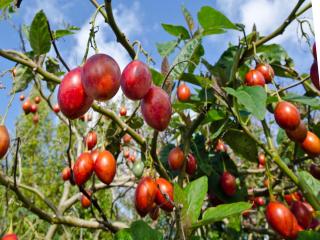 Pruning tree tomato