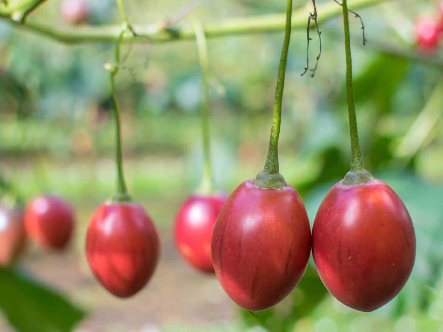 Tree tomato