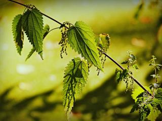 Stinging nettle has many garden uses