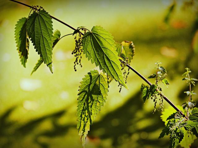 Stinging nettle has many garden uses