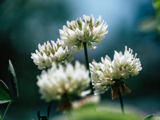 Clover provides nitrogen