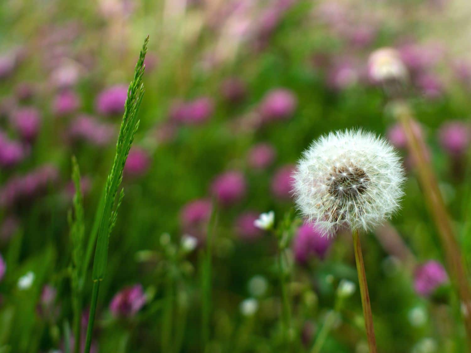 Weeds to keep because they're useful