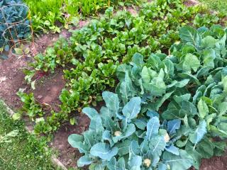 Grow vegetables in alkaline, limestone soil