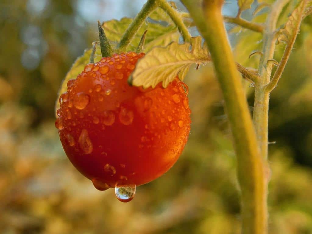 watering summer