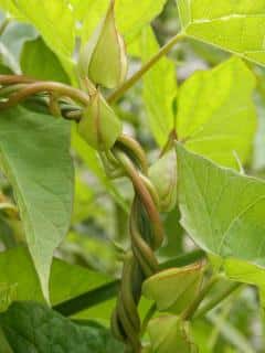 Description of invasive bindweed