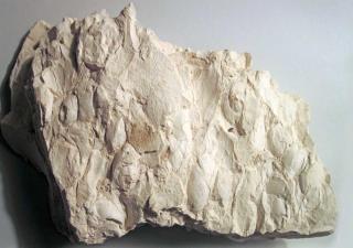 Description of Diatomaceous earth