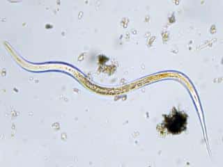 Description of a nematode