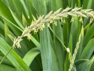 What is quackgrass or couch grass?