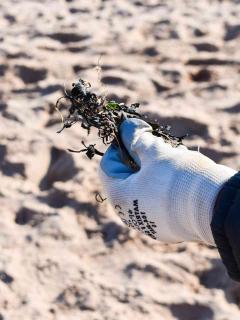 Best time to harvest seaweed