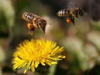 Dandelions help many insects