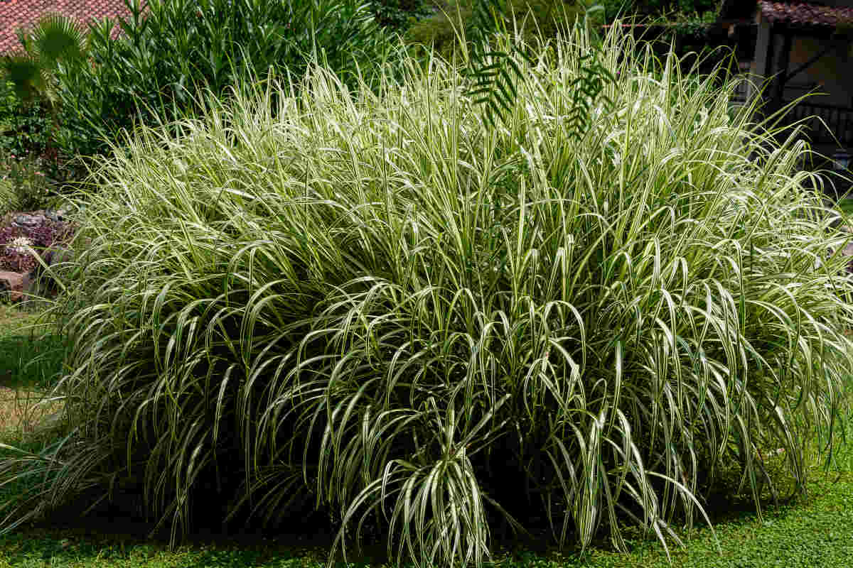 Miscanthus sinensis - Chinese reed