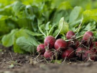 Risks of acidic soil on vegetables