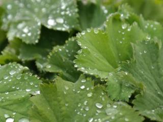 Properties and benefits of lady's mantle
