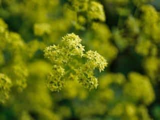 Alchemilla, lady's mantle landscaping uses